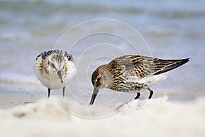 Sanderling pair at the beach - Calidris alba