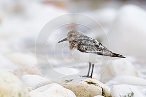 Sanderling on pebble beach