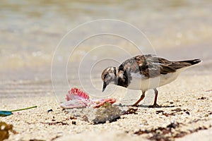 Sanderling and Prey