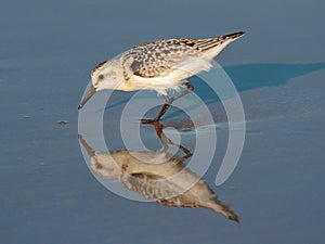 Sanderling reflections