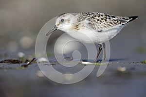 A sanderling resting and foraging during migration on the beach of Usedom Germany.