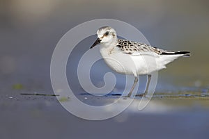 A sanderling resting and foraging during migration on the beach of Usedom Germany.