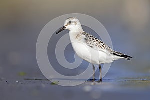 A sanderling resting and foraging during migration on the beach of Usedom Germany.