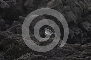 Sanderling resting on the sea cliffs