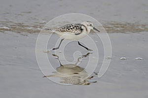 Sanderling running on the wet sand