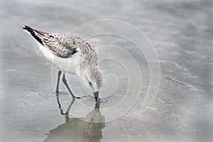 Sanderling sandpiper shore bird on the Hilton Head Island Beach