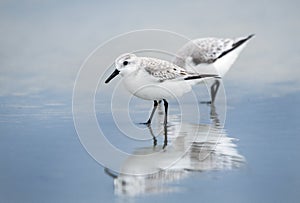 Sanderling sandpiper shore bird on Hilton Head Island Beach, South Carolina