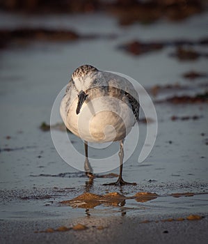 Sanderling on Seashore