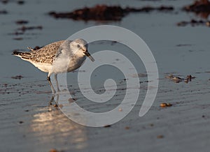 Sanderling on Seashore