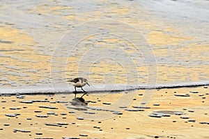 Sanderling on the shore