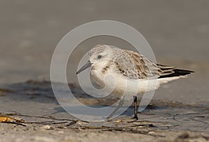 Sanderling Shorebird