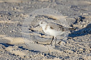Sanderling, a small Sandpiper, searches the beach for food.