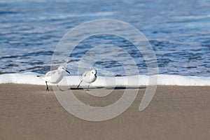 Sanderling stand on a beach