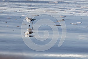 A Sanderling stands on a beach