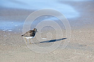 A Sanderling stands on a beach