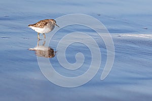 Sanderling stands on a beach
