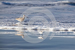 A Sanderling stands on a beach