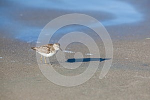 A Sanderling stands on a beach