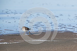 Sanderling stands on a beach