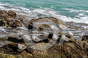 Sanderling wader bird, Calidris alba, searching for food, Costa Calma, Fuerteventura