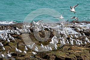 Sanderling wader bird, Calidris alba, searching for food, Costa Calma, Fuerteventura