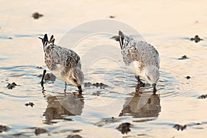 Sanderling waders or shorebirds, Calidris alba. UK.