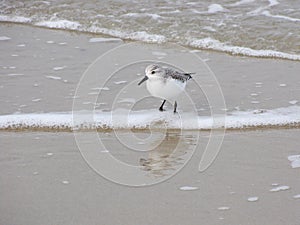 A sanderling in the waterline at the dutch coast in winter