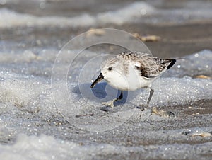 Sanderling In Winter Plumage