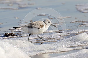 Sanderling In Winter Plumage