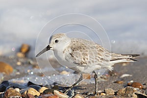 Sanderling In Winter Plumage Feeding