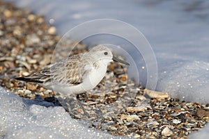 Sanderling In Winter Plumage Feeding