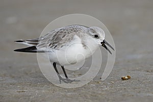 Sanderling in winter plumage foraging on a Gulf of Mexico beach - Florida