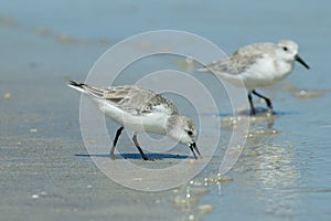 Sanderling photo