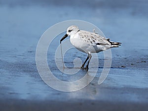 Sanderling with Worm