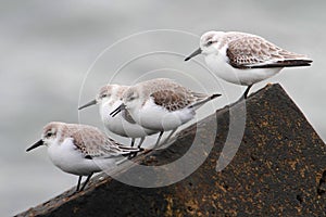 Sanderlings (Calidris alba)