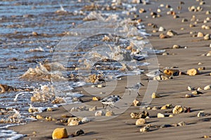 Sanderlings Calidris alba small wading birds, running up the beach from incoming waves as they search for food in Agadir,