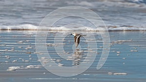 Sanderlings on the shore