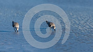 Sanderlings eating