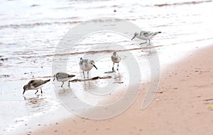 Sanderlings looking for food on a beach