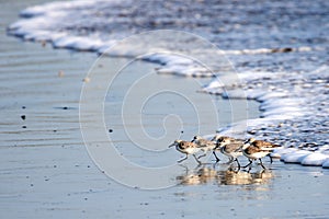 Sanderlings Sandpipers Pacific Ocean Tropical