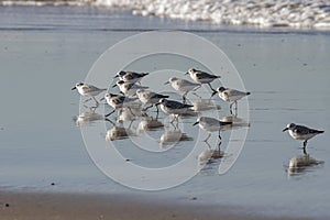 Sanderlings on wet sand with reflection