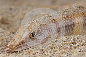 Sandfish