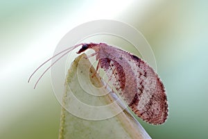 Sandfly or lacewings