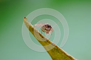 Sandfly or lacewings