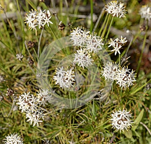 Sandford Rocks Boryaceae Sphaeracephala