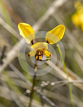 Sandford Rocks Donkey Orchid