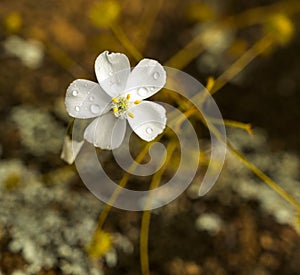 Sandford Rocks Drosera Macrantha