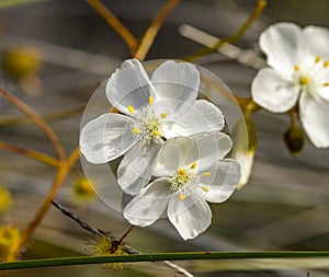 Sandford Rocks Drosera Macrantha