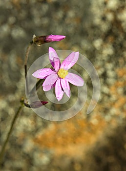 Sandford Rocks Lawrencella Davenporti