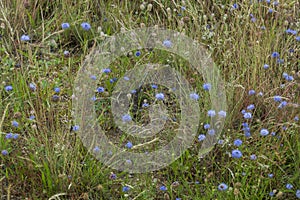 SandglÃ¶ckchen, Jasione laevis in  sand dunes of Sandweier, Baden-Baden